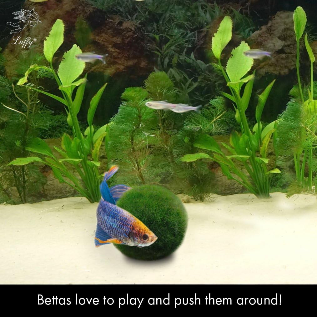 betta fish moss balls