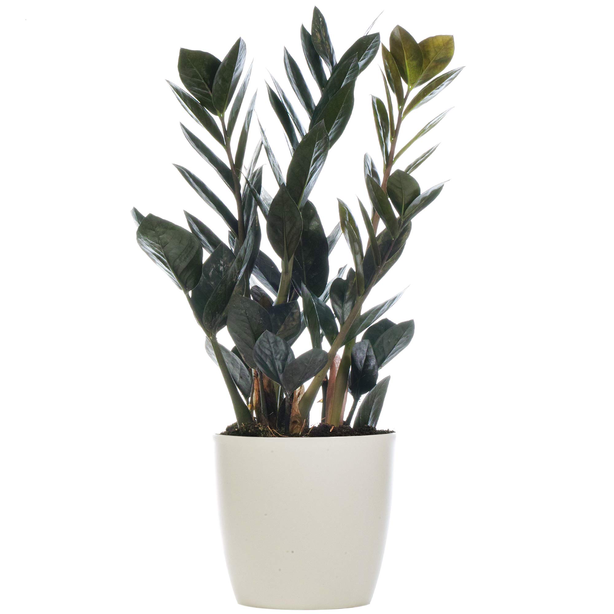 Zamioculcas Raven Schwarze Glcksfeder Pflanze fr Zuhause oder Bro  (30-40cm mit Topf) : Amazon.de: Garten