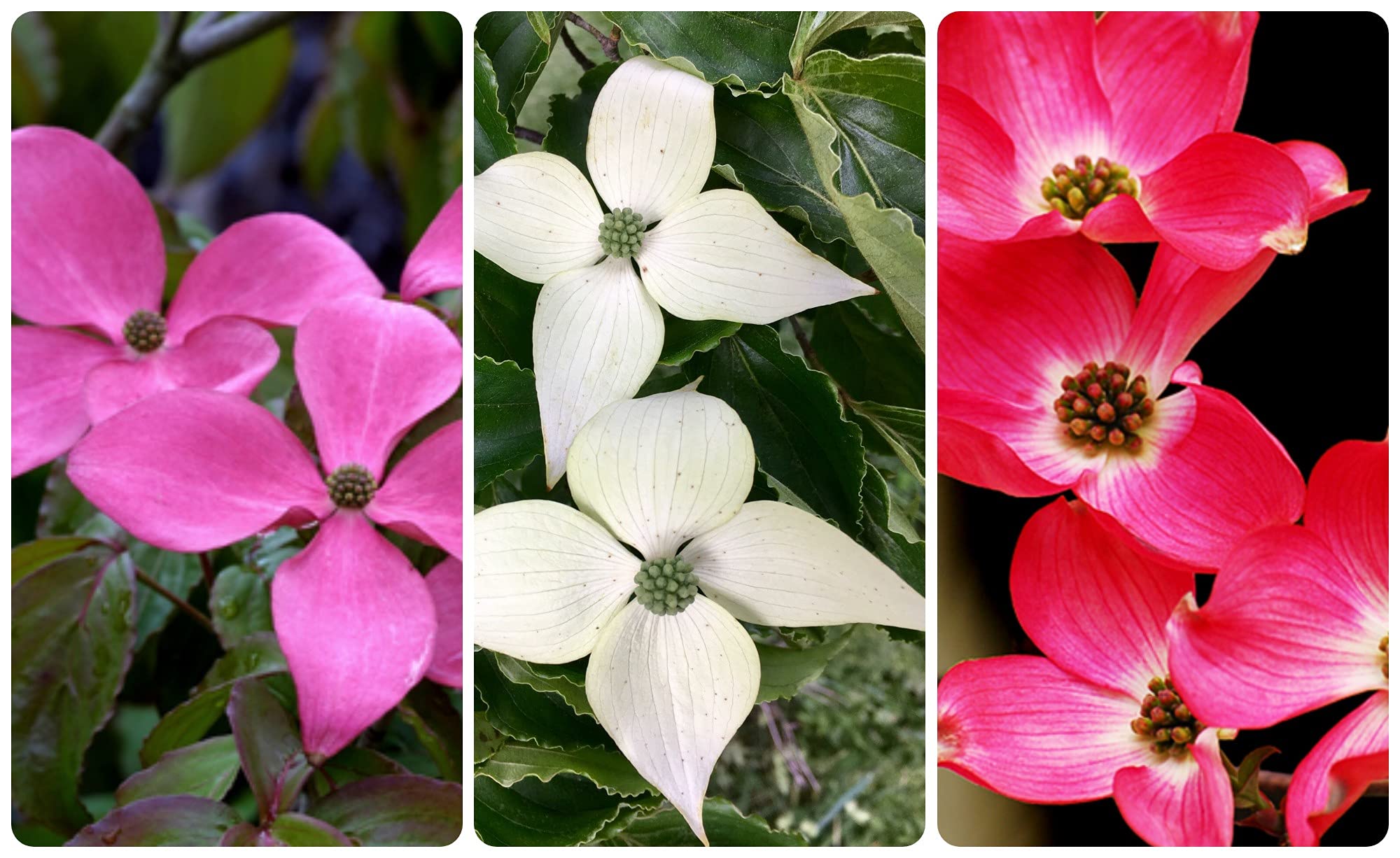 60 Kousa Dogwood Tree Seeds for Planting Outdoor - Mix 3 Colors, Red Kousa, White Kousa & Pink Kousa Flowering Dogwood Tree Seeds