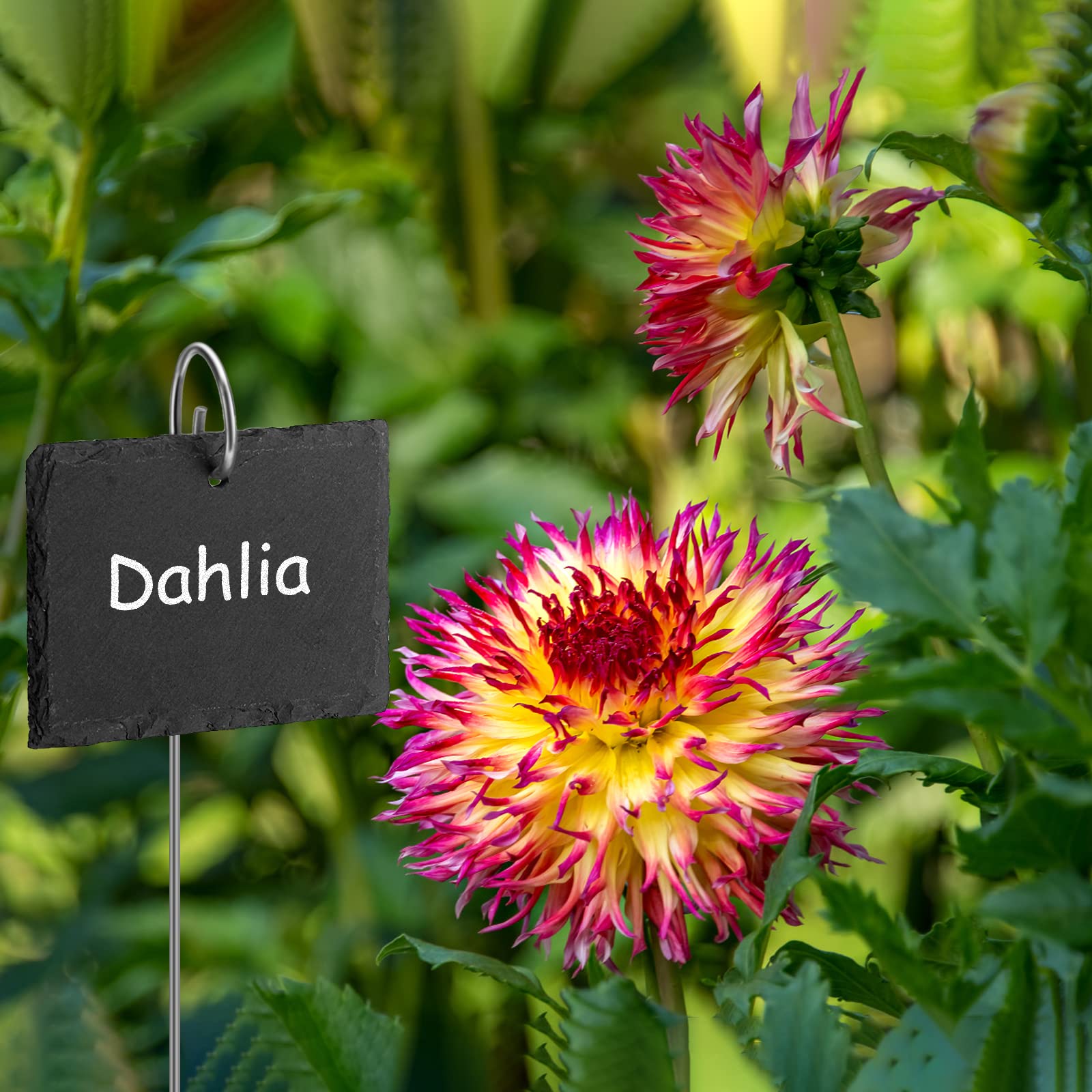 Poeland Lot de 10 plaques en ardoise pour plantes, résistantes aux intempéries, réutilisables, avec tige en métal