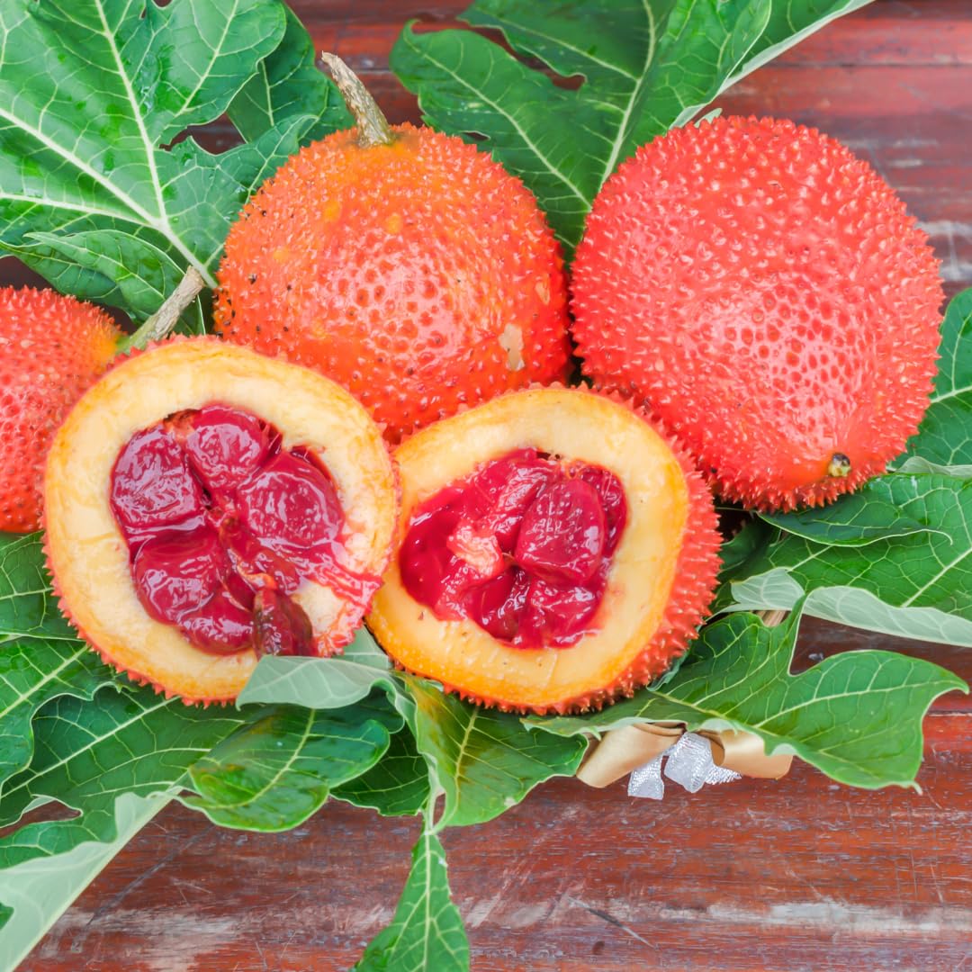 M-Tech Gardens Rare Gac Fruit " Red Hybrid " Momordica cochinchinensis Fruit Seeds (2 Seeds Pack) (B0CZMBXL58) Amazon Price History, Amazon Price Tracker