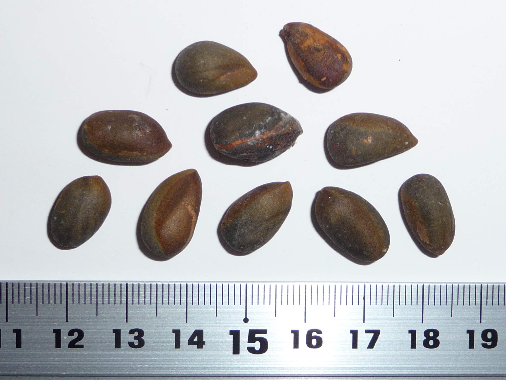 1月入荷 50粒+ マルチネスピニョンマツ 種 種子 証明書あり1908 Amazon | 【松の種】マルチネスピニョンマツ＜ピニョン松＞ 種子