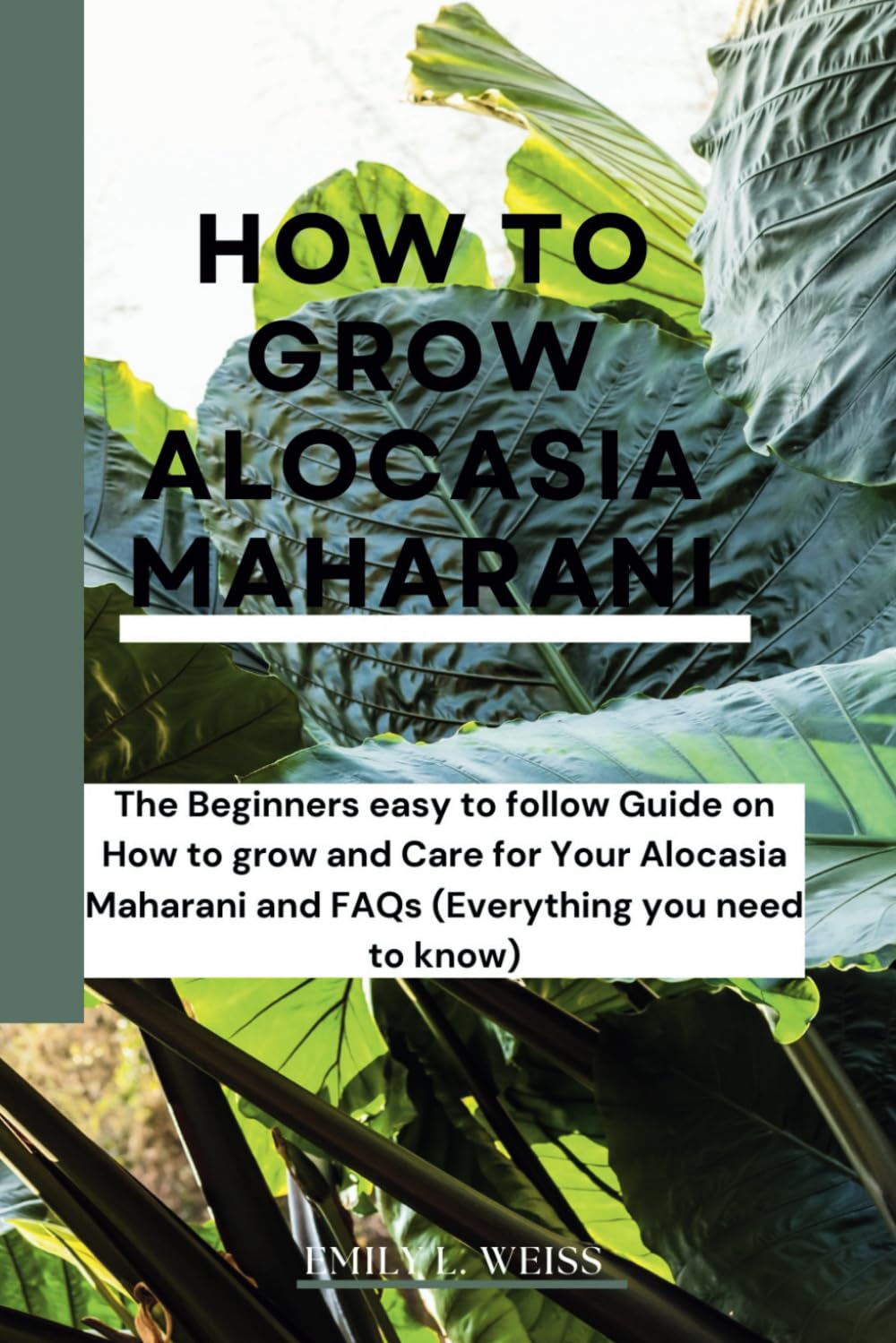 HOW TO GROW ALOCASIA MAHARANI: The Beginners easy to follow Guide on How to grow and Care for Your Alocasia Maharani and FAQs (Everything you need to know)
