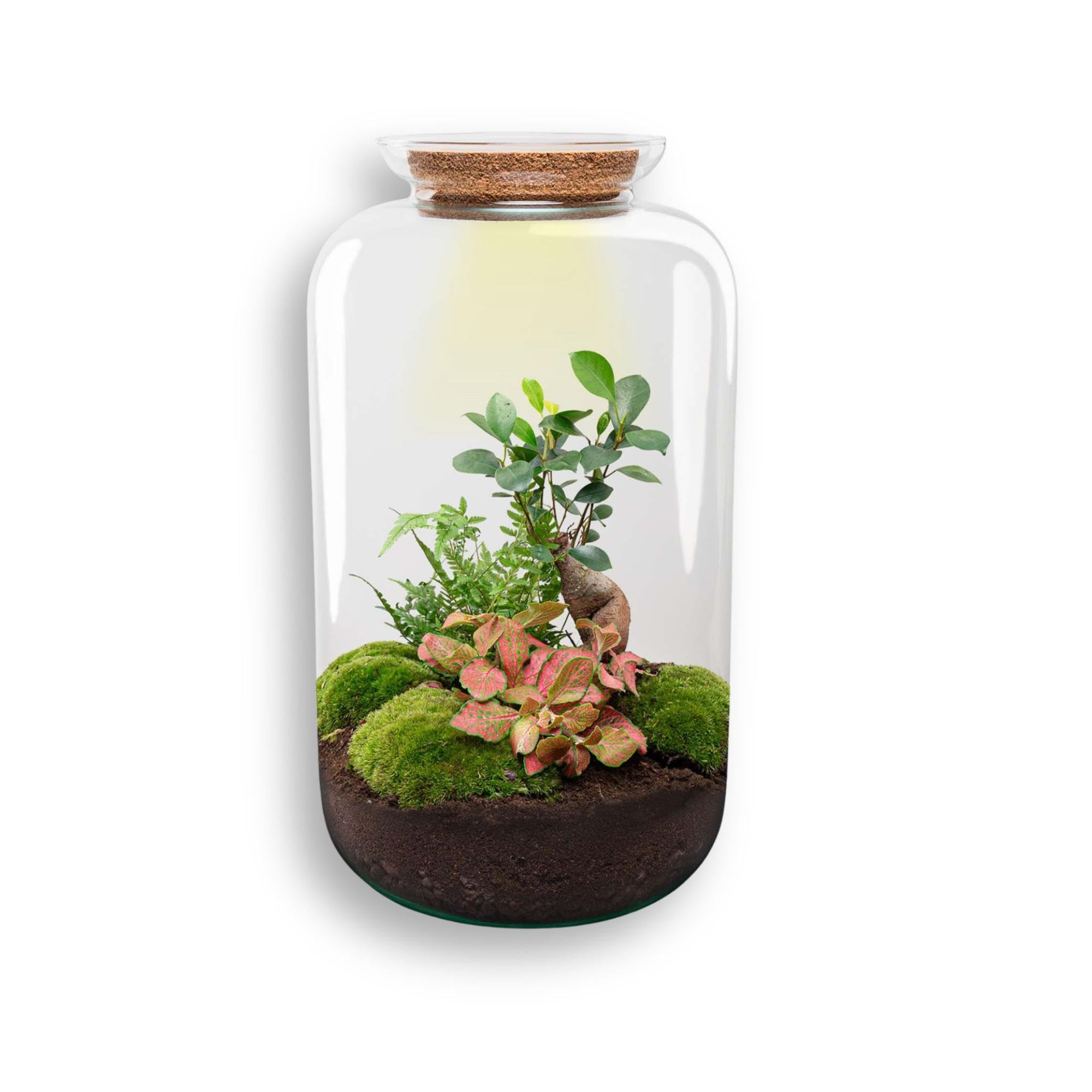 DIY Terrarium aus Glas mit Kork, Flaschengarten Set mit Beleuchtung, 43 cm