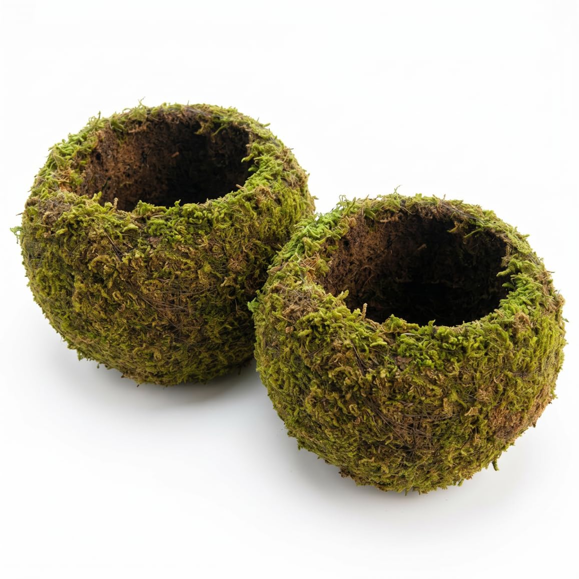 Mousse pour bureau et étagère créant une ambiance zen et naturelle chez soi