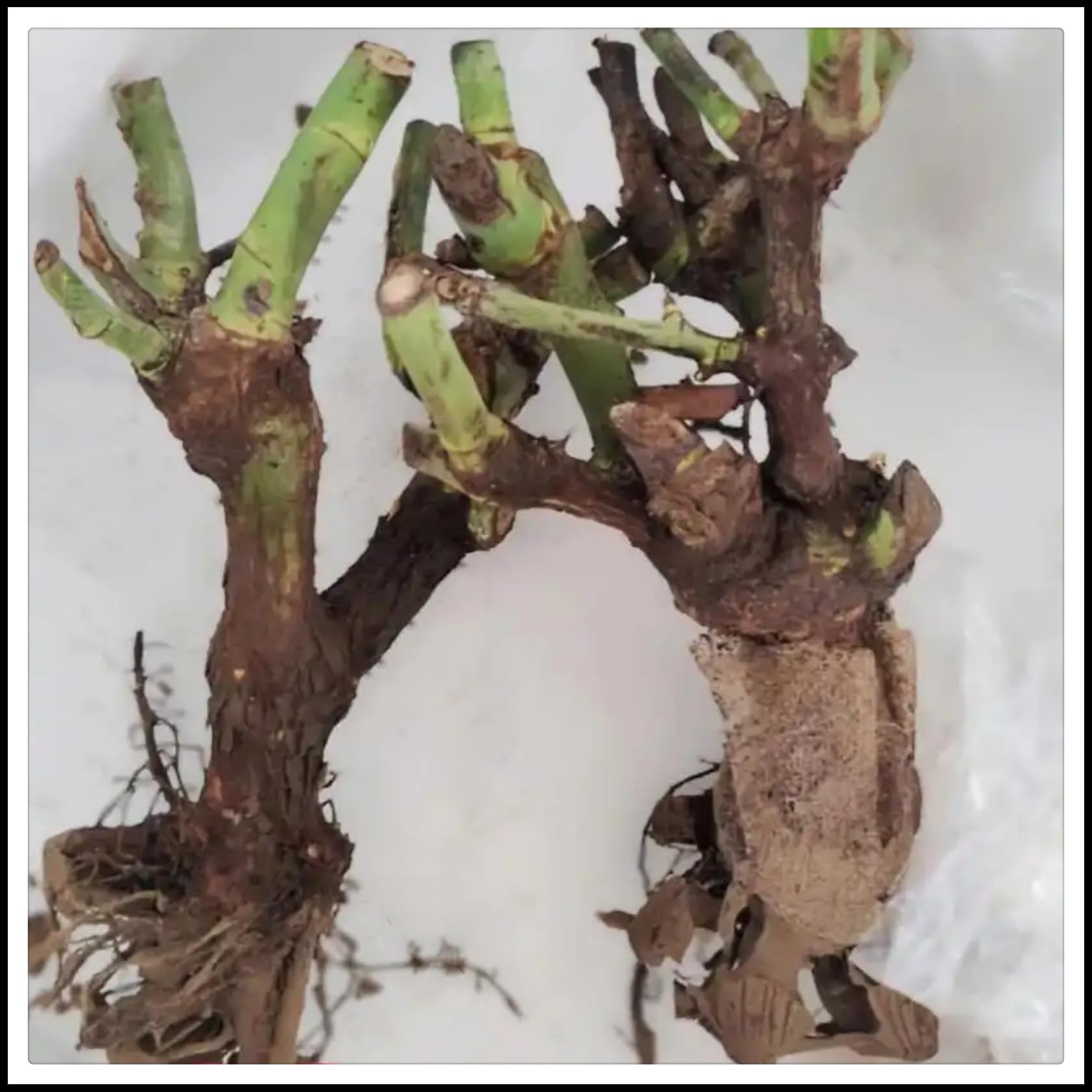 Radice di rosa/Mista/Radice di rosa selezionata/Adatta per la decorazione di giardini e balconi/Resistente al freddo e alla siccità【NVNJHJN】-5 rizoma-A