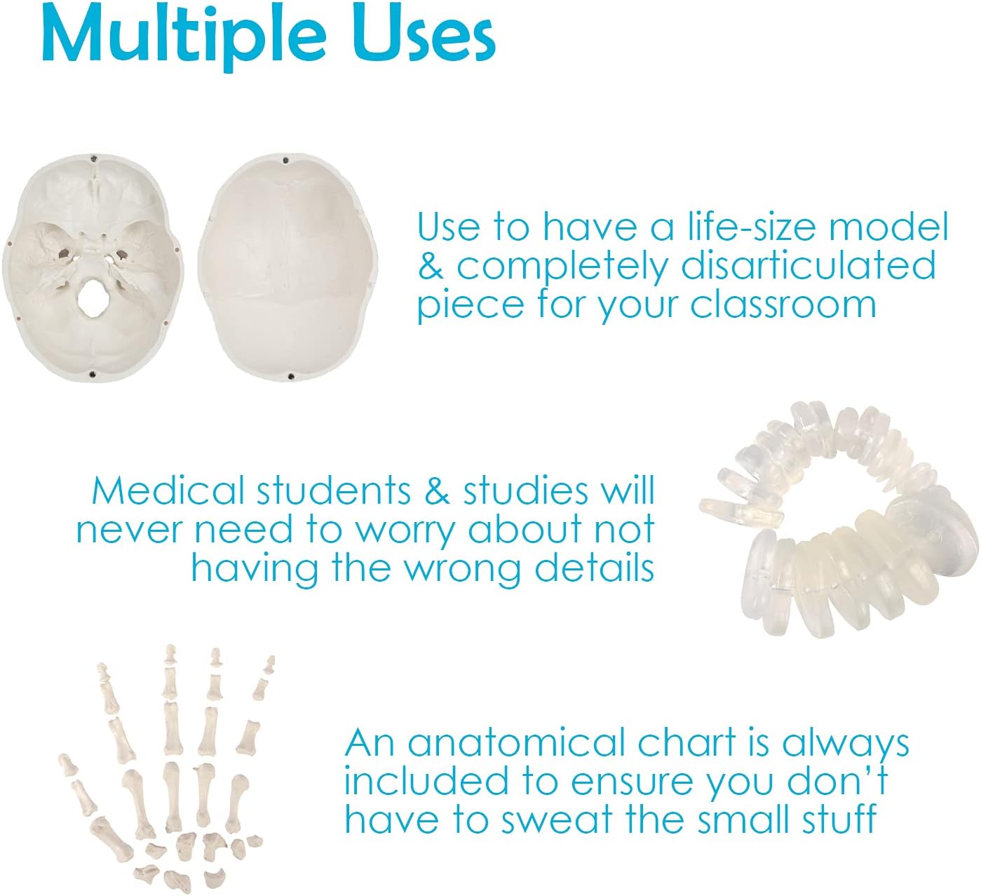 🔥 Hot Deals Houseables Disarticulated Human Skeleton, Full Unassembled Anatomical Model, Life Sized, 62” Height, Plastic, w/ Poster, Skull, Bones, Articulated Hand & Foot, Study of Skeletal System, Educational Up To 60% OFF Houseables Disarticulated Human Skeleton, Full Unassembled Anatomical Model, Life Sized, 62” Height, Plastic, w/ Poster, Skull, Bones, Articulated Hand & Foot, Study of Skeletal System, Educational