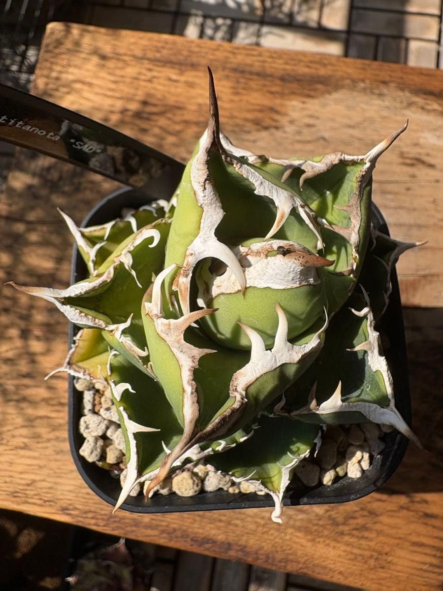 アガベ 南アフリカダイヤモンド SAD オテロイ 中株アガベ 0 AGAVE