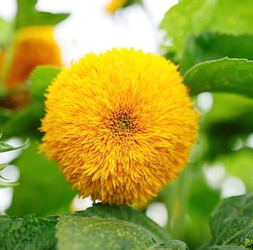 Dwarf Teddy Bear Sunflower Seeds - Deer Resistant - Attracts Butterflies and Bees