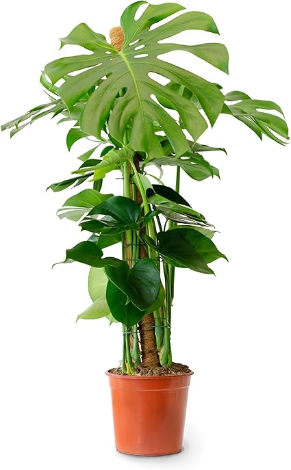 flature Monstera Deliciosa Zimmerpflanze Groß Fensterblatt ca. 110