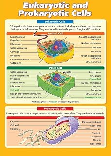 poster AP Biology Poster - Detailed Comparison of Eukaryotic and Prokaryotic Cells, Visual Learning Aid & Reference Chart for Exam Prep, College, or Tutoring(Unframed,08x12inch(20x30cm))
