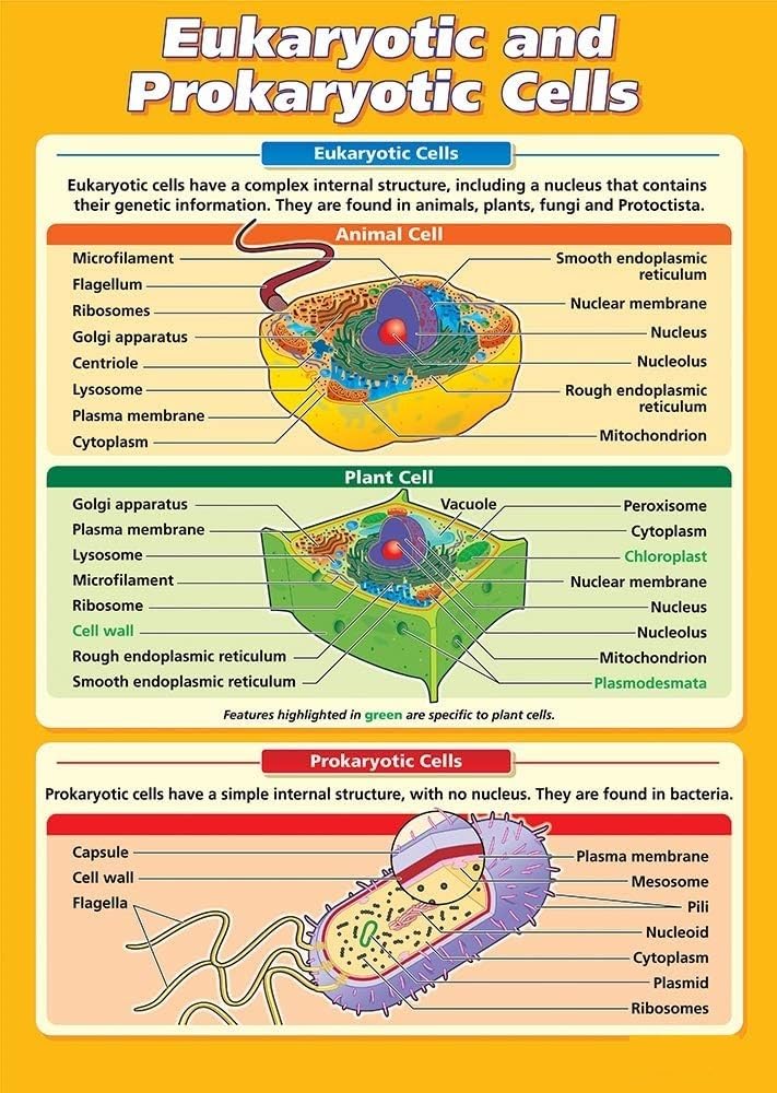 NWPNLXEA Cell Biology Educational Poster Diagram of Eukaryotic and Prokaryotic Cells Science Chart for Classroom Decor Biology Teacher Resource Unframed,16x24inch(40x60cm)
