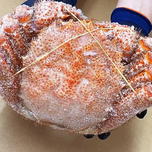 【超超特大】毛ガニ 1kg 前後 北海道産 姿 味噌 けがに 毛がに カニ 蟹 かに 脚 折脚たし脚入る場合があります(離島は表示よりお届けが遅れる場合あり)(交通状況により表示よりお届けが遅れる場合あり)