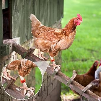 180pcs Chicken Leg Bands, Multicolor Chicken Leg Rings, 16 mm Clip On Chicken Identification Leg Bands Poultry Leg Bands, Ankle Rings for Birds Ducks Chicks
