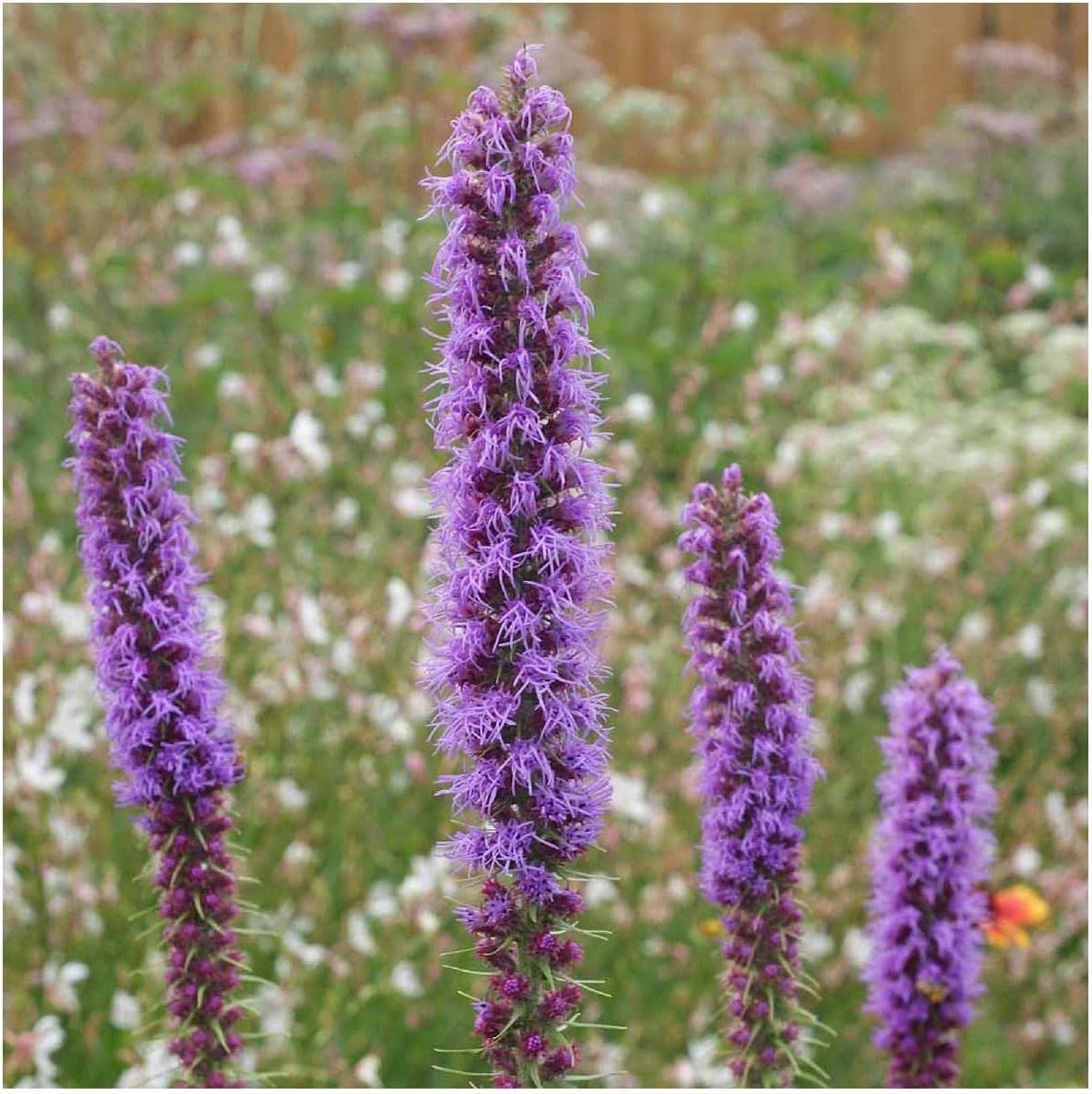 Everwilde Farms - 1/4 Lb Prairie Blazing Star Native Wildflower Seeds - Gold Vault