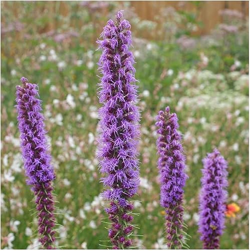 Miniatura 6 de Everwilde Farms - 300 semillas de flores silvestres nativas de Prairie Blazing Star - Paquete de semillas jumbo Gold Vault