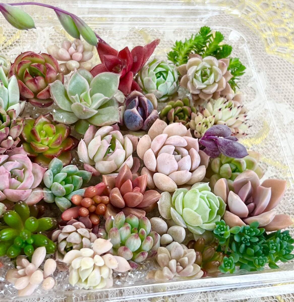 Amazon.co.jp: カラフル＆モリモリ多肉植物寄せ植えセット⑨