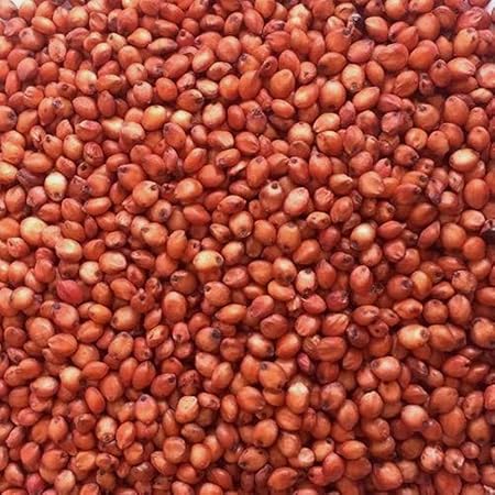 Indiana Herbalife Radish Muli Raphanus Sativus Mula 50 Seeds for Cultivation