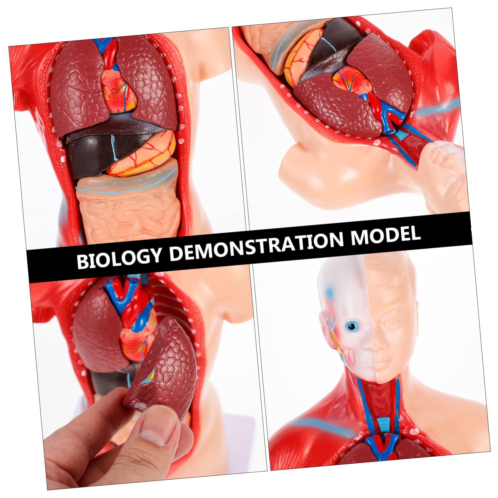 Medizinisches Lehrmodell Herz und Organe Anatomisches Organmodell aus Stabilem Material Zerlegbares Biologie Demonstrationsmodell für Unterricht und Patientenerklärung