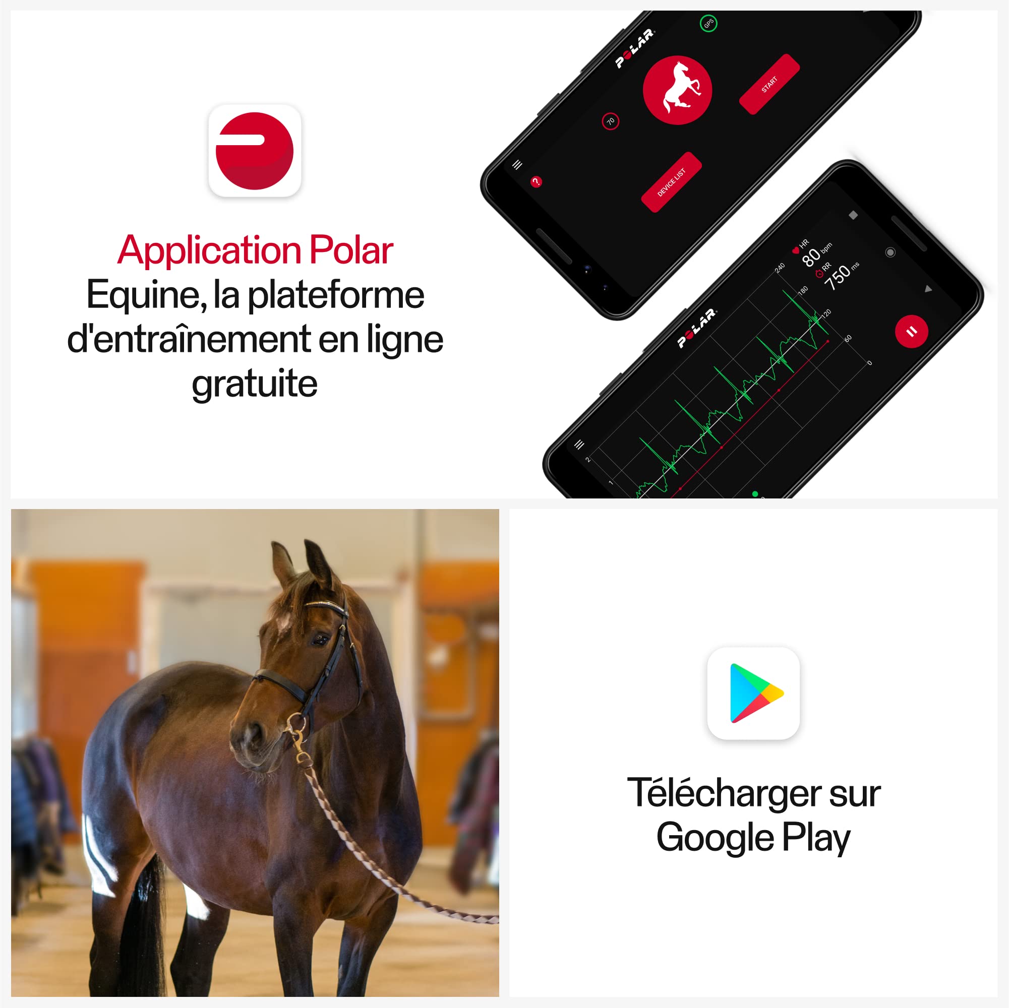 Polar Equine Sangle pour Moniteur de fréquence Cardiaque H10