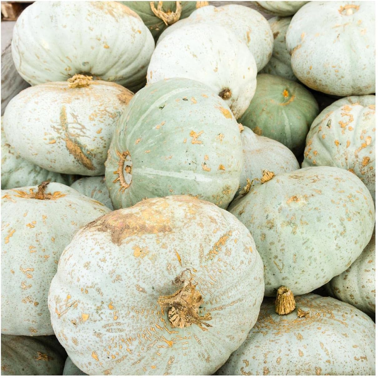 Everwilde Farms - 1 Lb Sweet Meat Winter Squash Seeds - Gold Vault