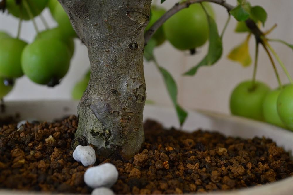 Amazon.co.jp: 2025年実付きの林檎ギフト長寿紅リンゴの鉢植え 果樹 Amazon.co.jp: 2025年実付きの林檎ギフト長寿紅リンゴの鉢植え 果樹