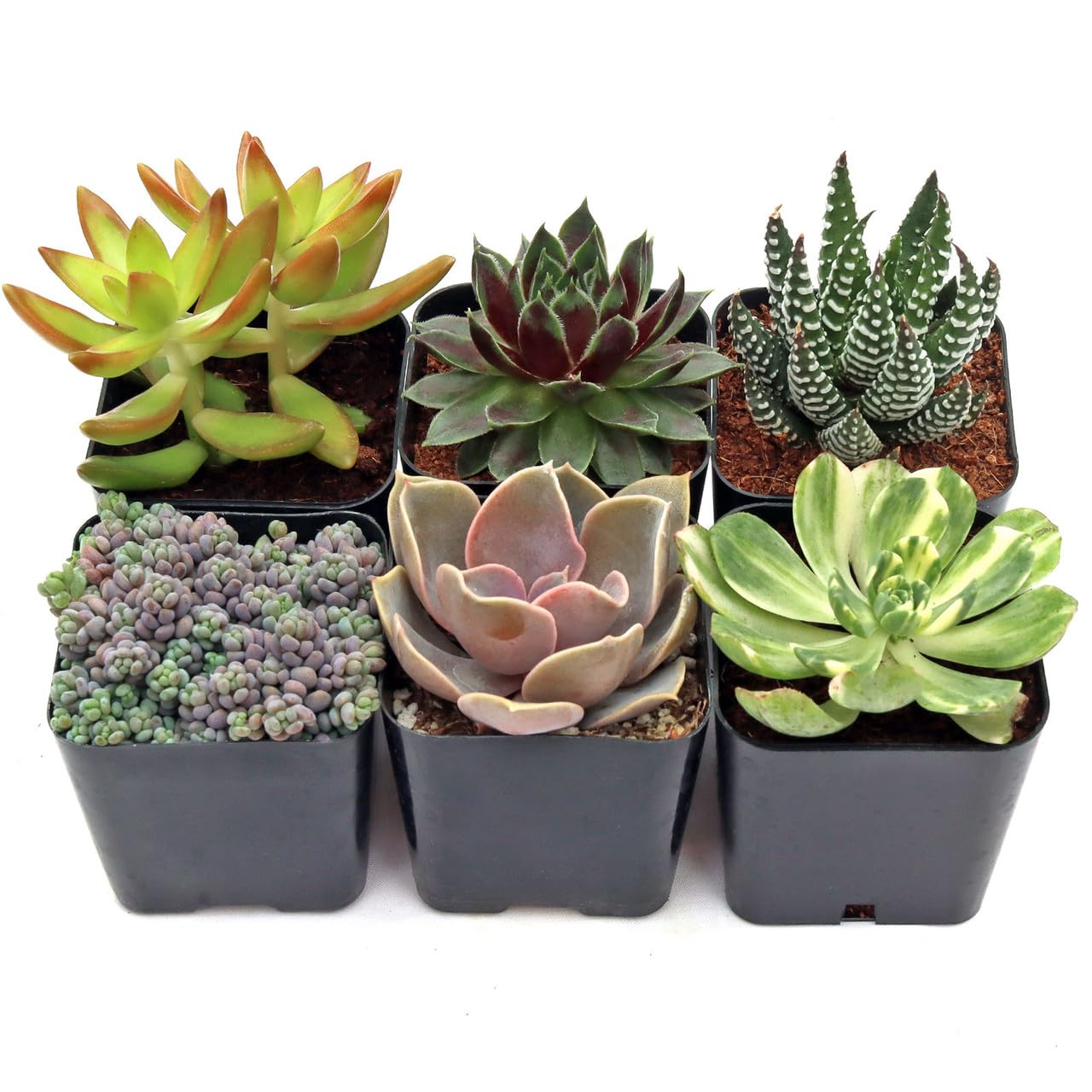 Amazon.com : Mountain Crest Gardens Ultimate Succulent Variety