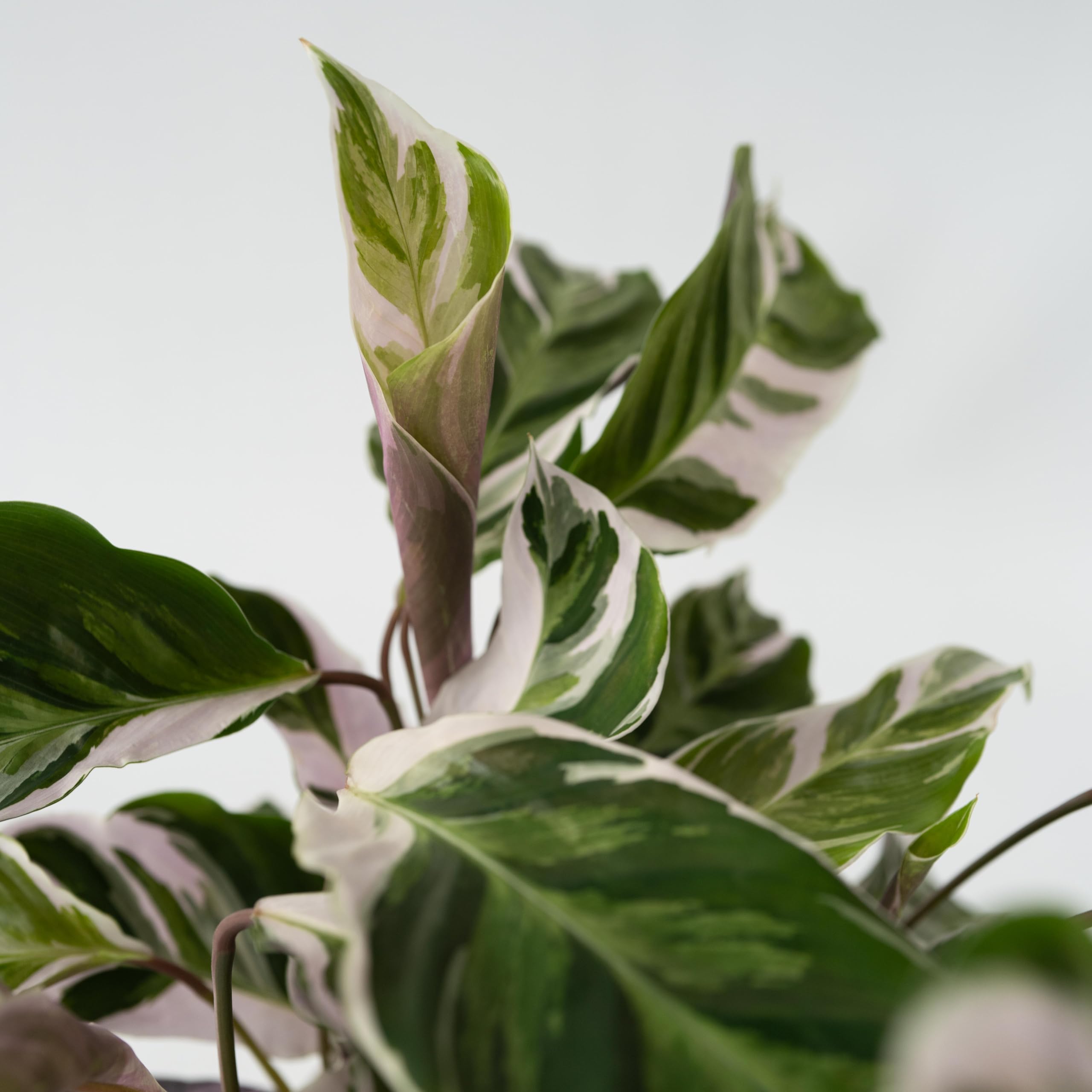 Plant in a Box - Calathea 'Fusion White' - Set de 2 - Maceta 14cm - Altura 30-40cm - Planta de interior purificadora del aire - hermosas hojas