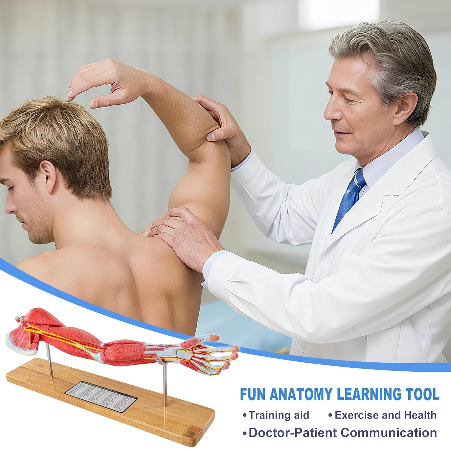 EVOTECH SCIENTIFIC Human Anatomical Muscular Arm Model, 7 Part 2/3 Life Size Numbered Muscular Upper Limb Shoulder Hand Model with Removable Muscles for Medical Study Teaching Includes Stand Poster