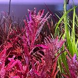 6 Live Aquarium Plants, 6 Live Red Rotala Rotundifolia Aquarium Plant Aquatic Plant
