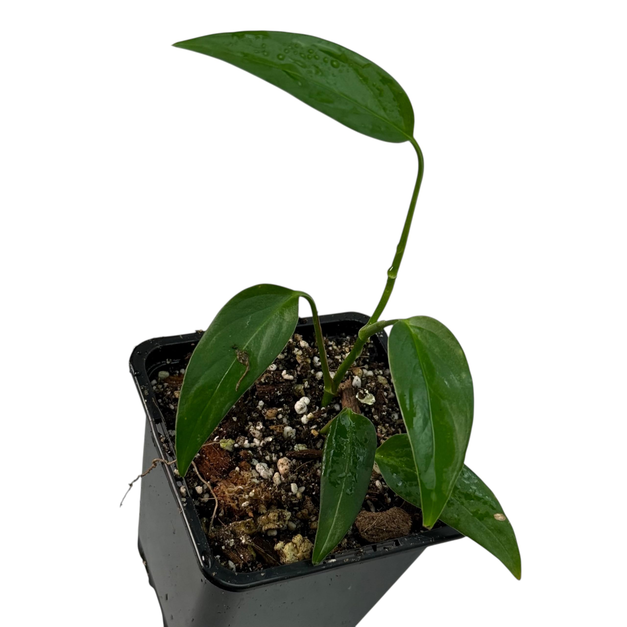 Monstera spec. peruviana – seltene Zimmerpflanze, exotische Kletterpflanze für Moosstab und Rankstab, Indoor Jungle Sammlerpflanze für Wohnräume