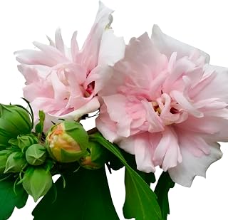 Lady Stanley Althea Double Pink Rose of Sharon