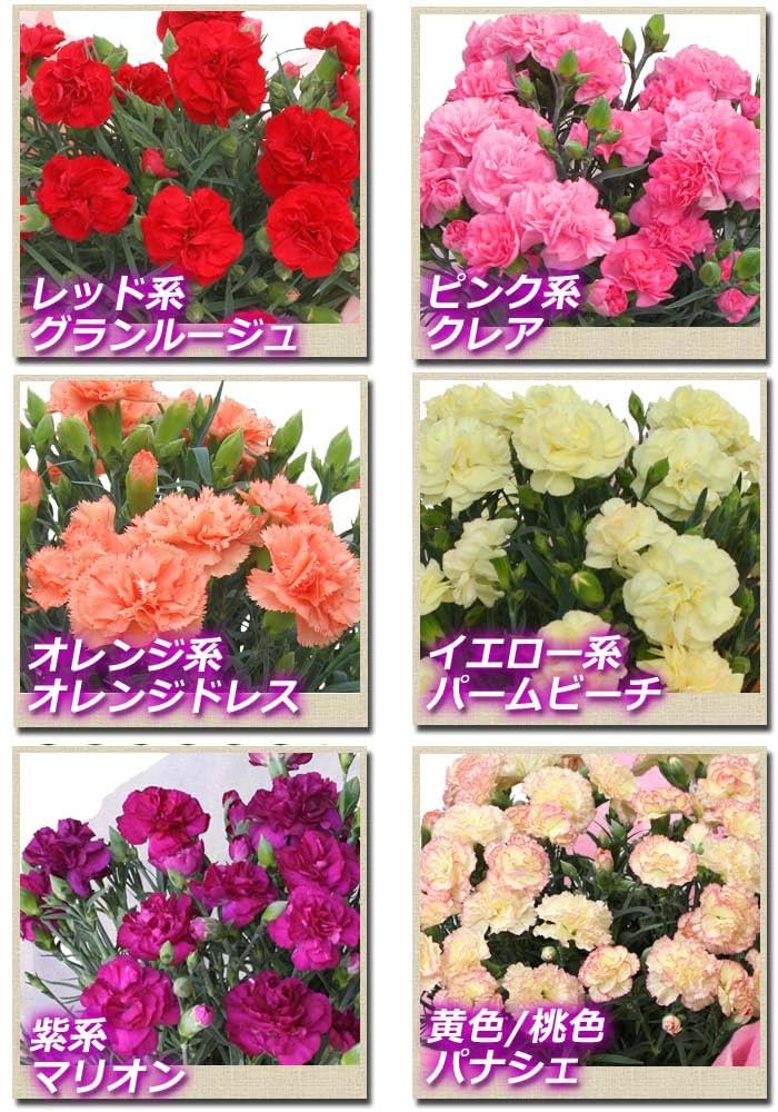Amazon | 母の日 選べる12種のカーネーション ・5号鉢植え