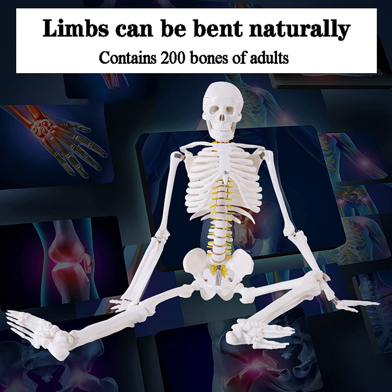 Model ludzkiego szkieletu o długości 85 cm do nauczania anatomii — zdejmowany szkielet z PCV z czaszką, kręgosłupem i ruchomymi stawami