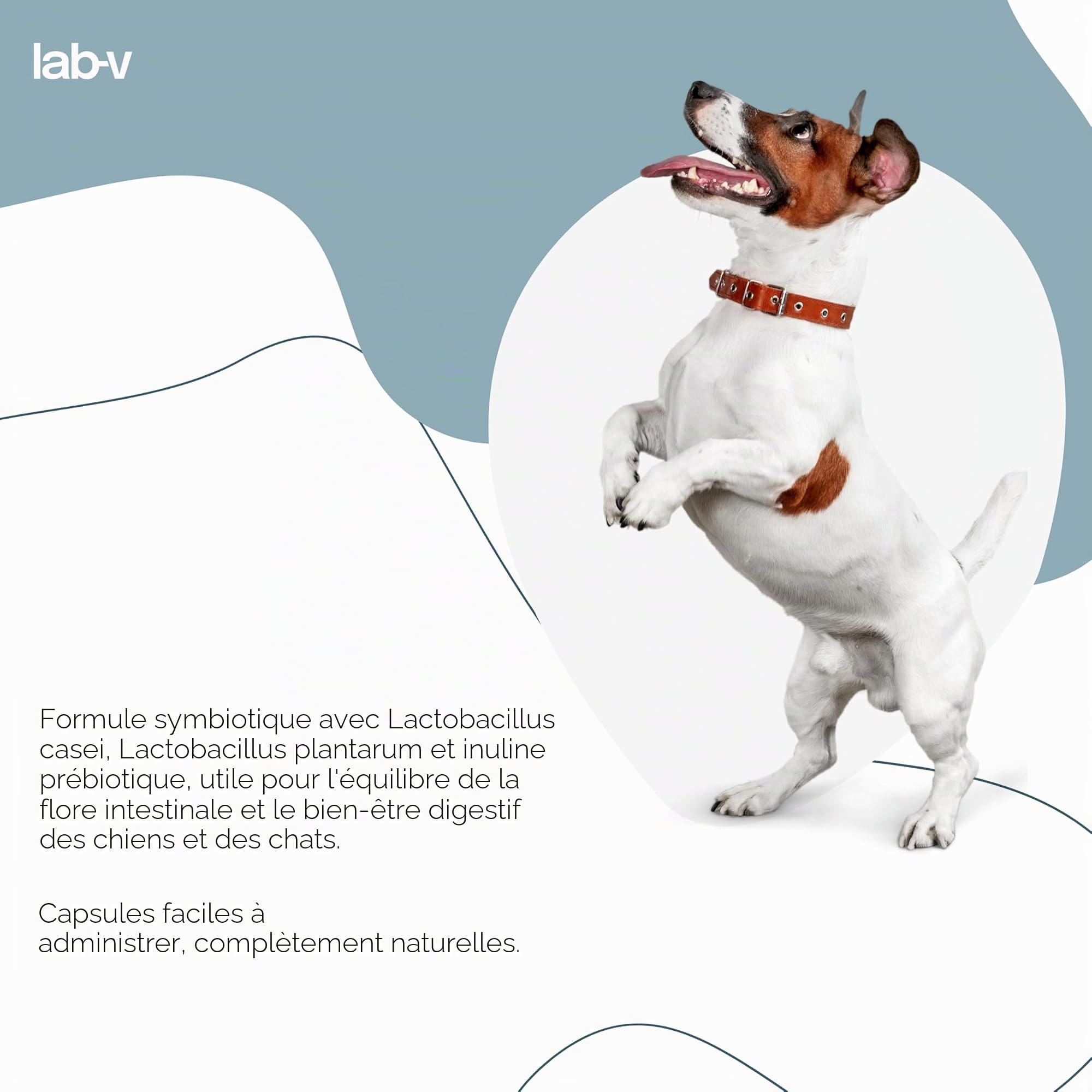 Lab-V Synbiotic Vet Probiotiques pour chiens et chats, 90 gélules probiotiques digestives pour chiens et chats avec prébiotiques, suppléments pour chien et chat, ferments lactiques, intestin santé