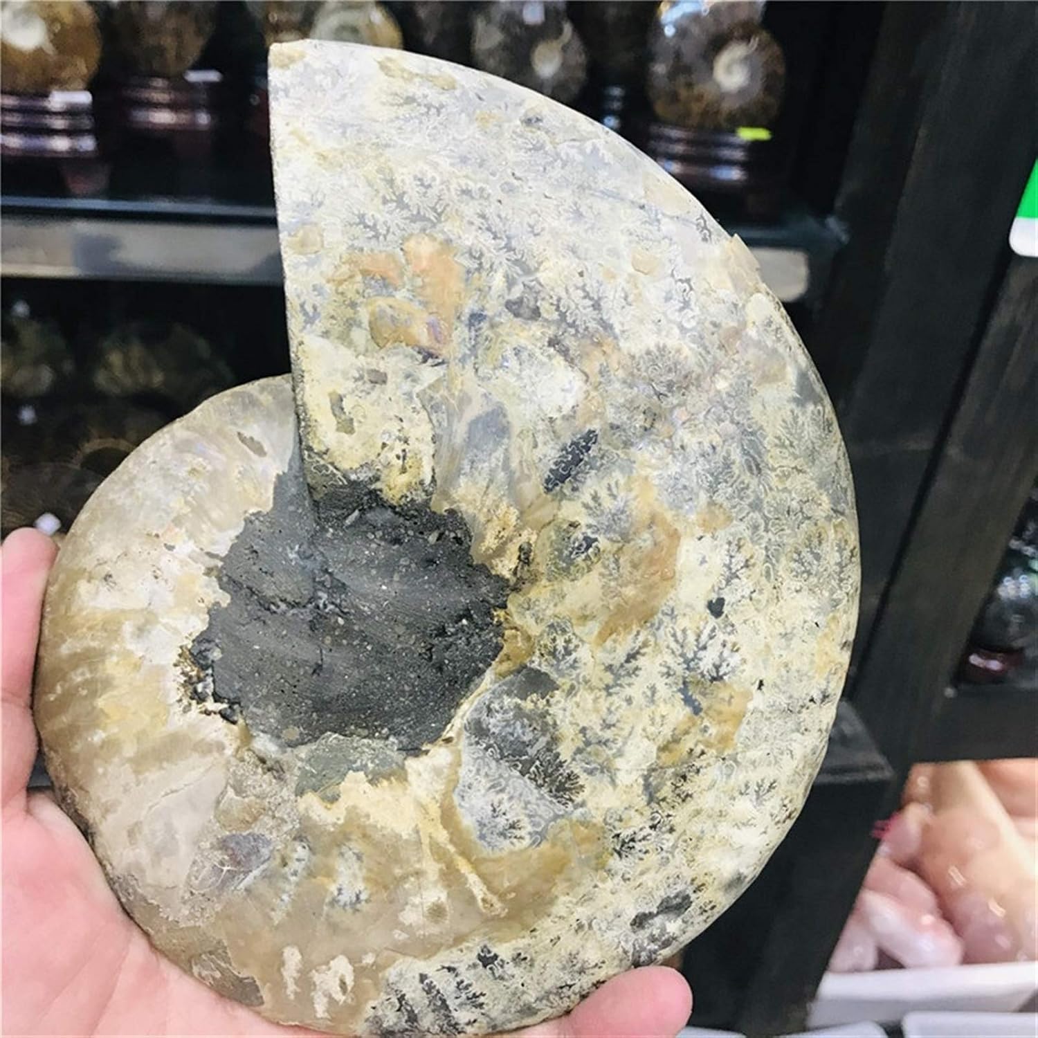 Big size madagascar fossils iridescent ammonite natural stones and minerals specimen beautiful Christmas present