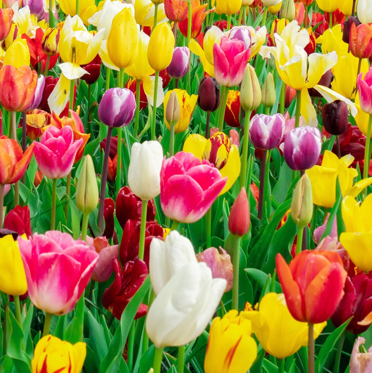 Willard and May mixed tulip bulbs assortment