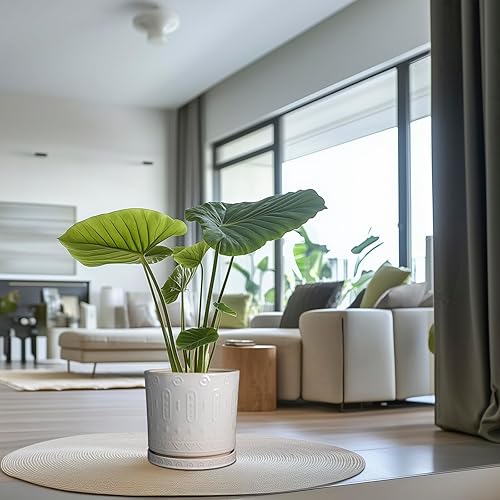 Miniatura 5 de Macetas de cerámica para plantas de 12 pulgadas, macetas grandes de cerámica para plantas de interior al aire libre, maceta moderna con agujeros de