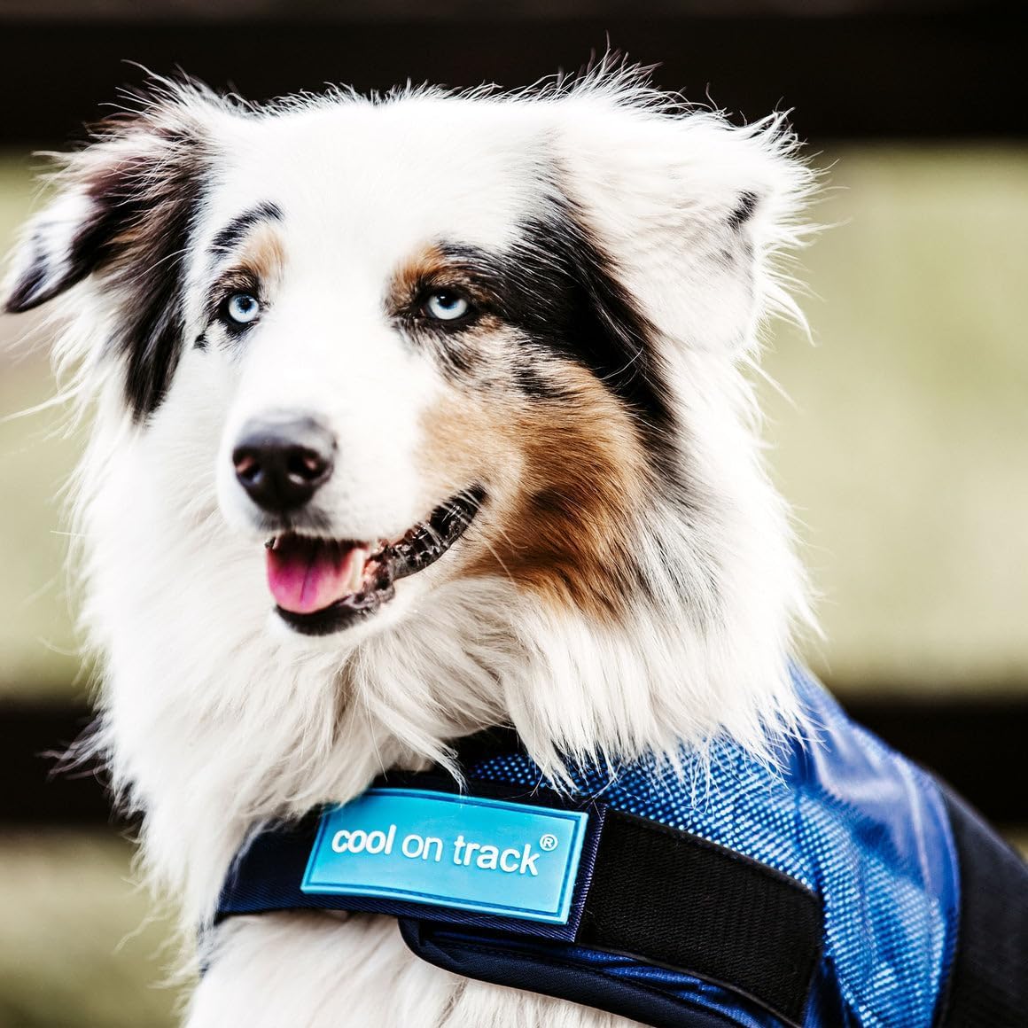 Back On Track Cool On Track - Cappottino Rinfrescante Per Cani, 80 Cm, Blu