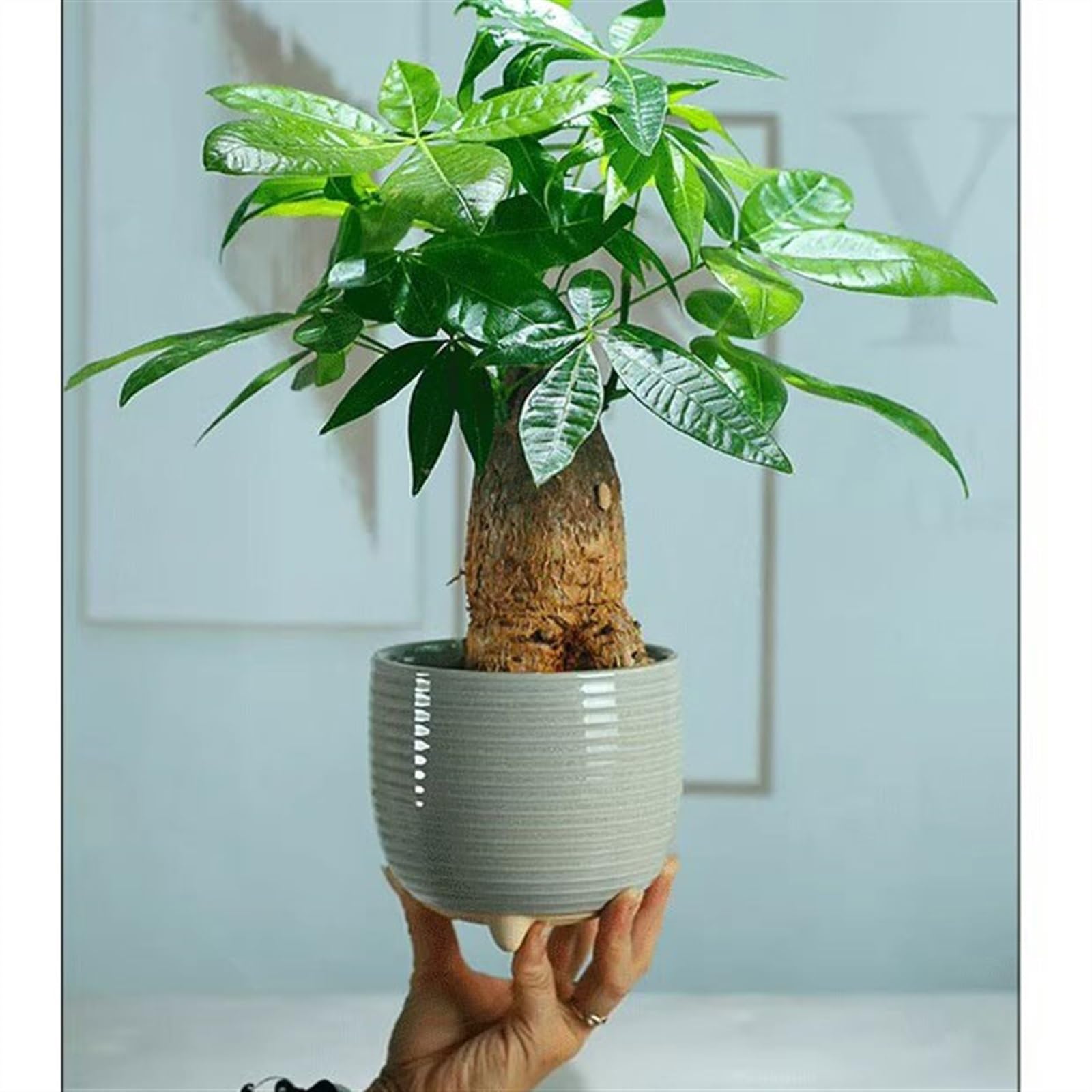 Amazon.co.jp: 植木鉢 足付きで簡単 通気性 シニア感覚の家庭用大型