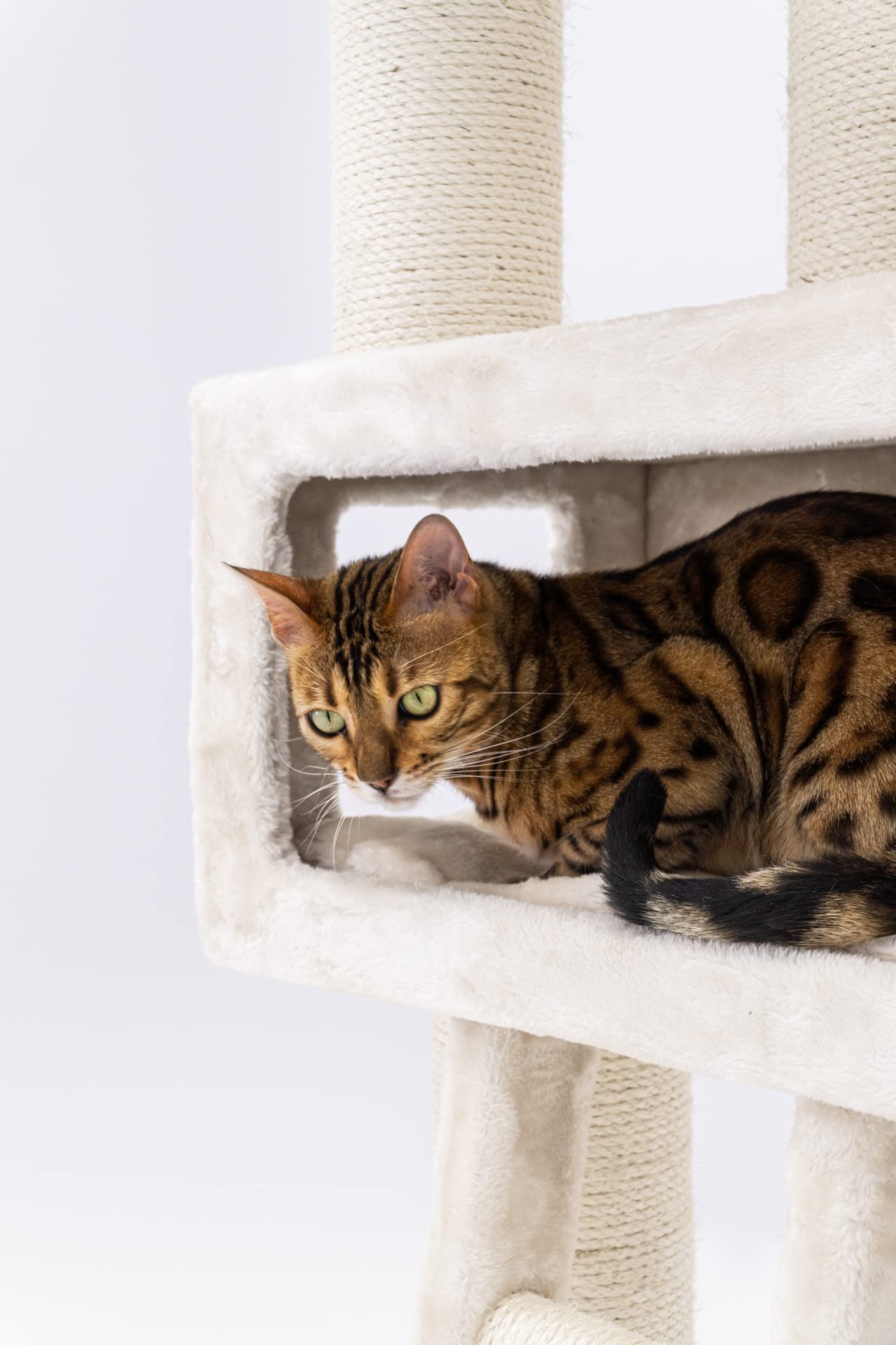Petrebels Kratzbaum XXL für große Katzen, Parklane 175, Creme | sehr stabil, Ø 12 und Ø 15 cm dicke Stämme, mit XL Hängematte, Schlafhöhle, Loungesofa, dicke Bodenplatte, für mehrere Katzen