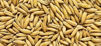 Malted Oats Whole/Not Milled 10 lbs