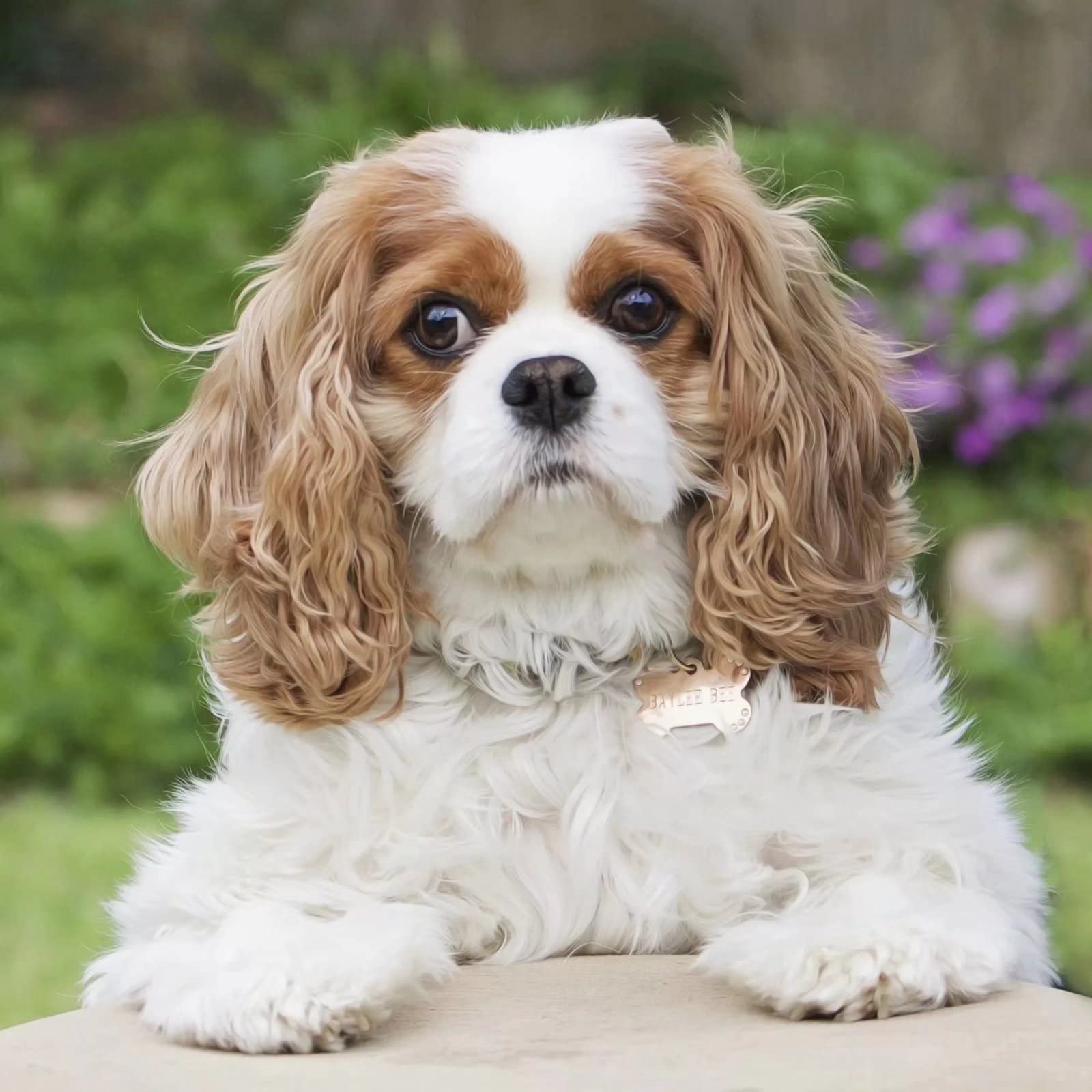 Nprzm H212 5D Diamond Painting Kits For Adults Diy Paint With Diamonds Full Drill Embroidery Arts Craft Wall Decor-Cavalier King Charles Spaniel, Animal 30X40cm