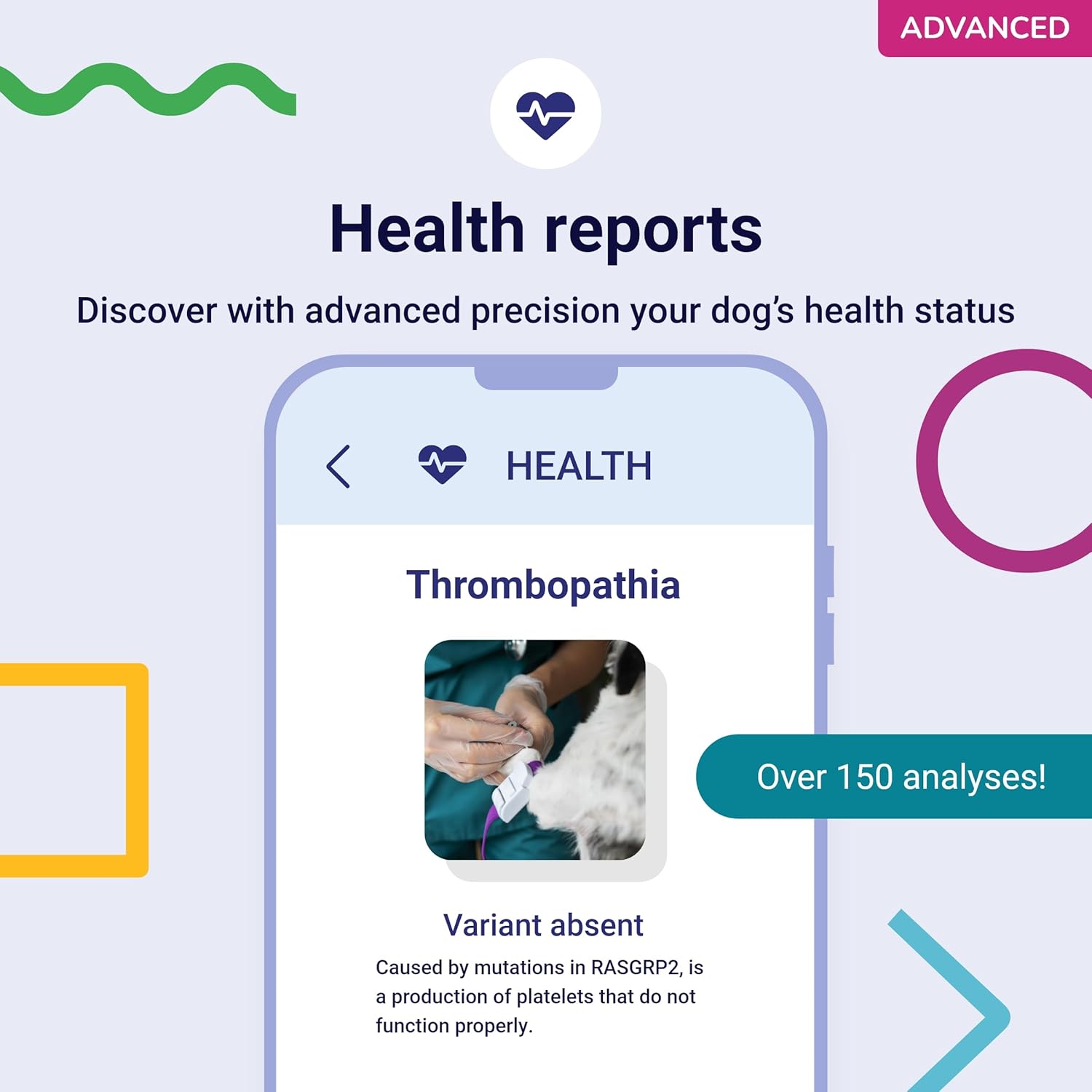 tellmeGen Koko Genetics Advanced DNA Test for Dogs, Analyzes & Identifies 415+ Breeds, Family Tree, Offers 175+ Genetic Health and Traits Reports, Lifetime Updates Included