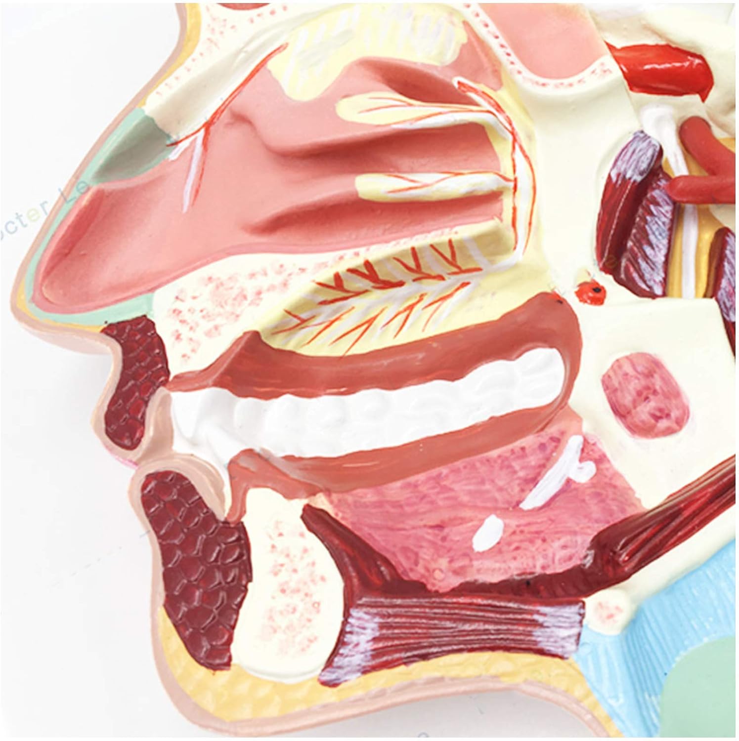 解剖学モデル経口鼻喉の咽頭および神経モデル - ヒト臓器解剖学モデル経口鼻解剖学モデル - PVC材料内側血管神経モデル