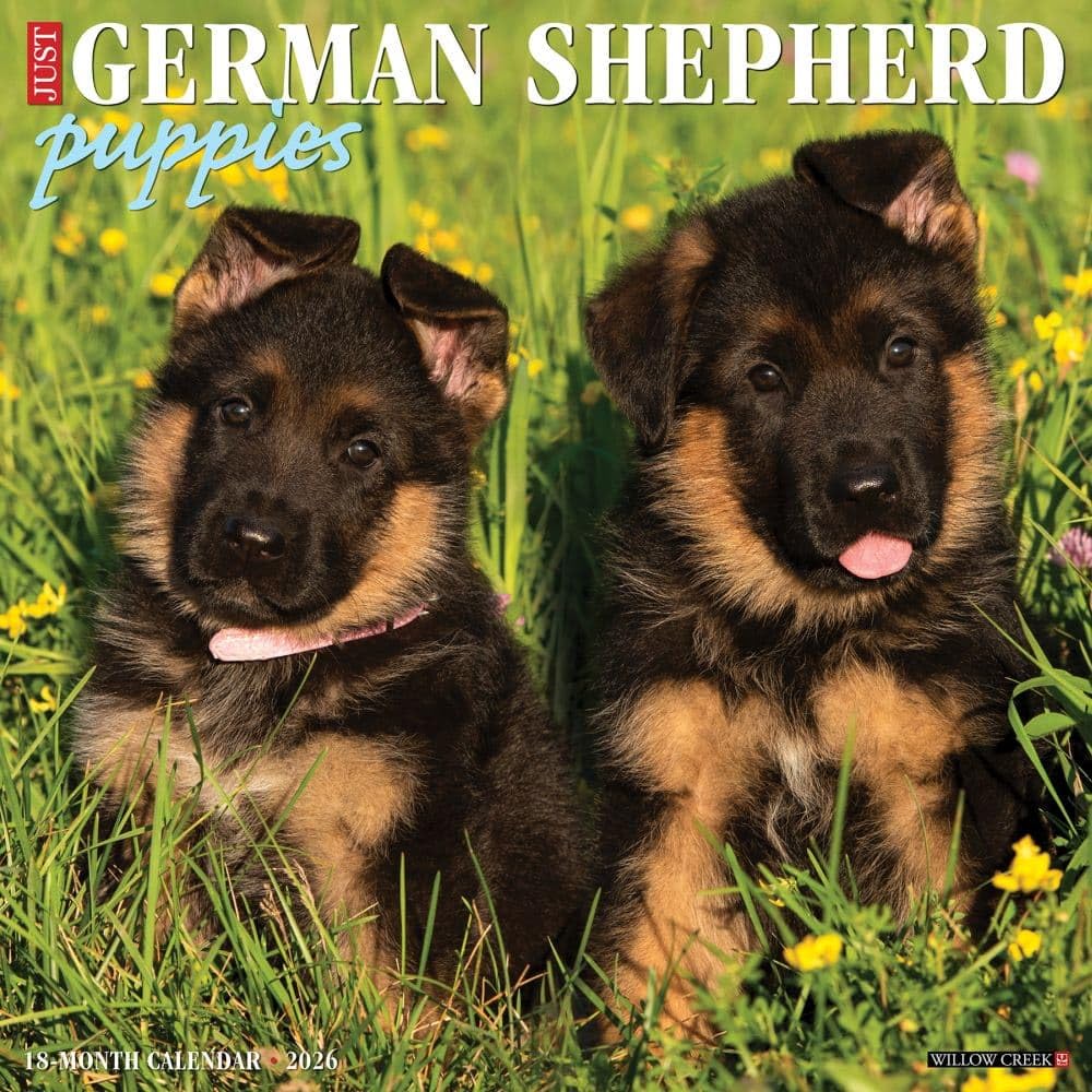Willow Creek Press, Just German Shepherd Puppies - Calendario de pared 2026, 12 x 12 pulgadas, calendario de 18 meses con encuadernación grapada