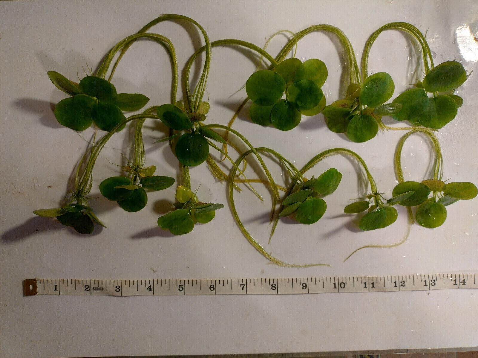 10 Premium XXL Frogbit - Limnobium Laevigatum! Plants with Long Roots!