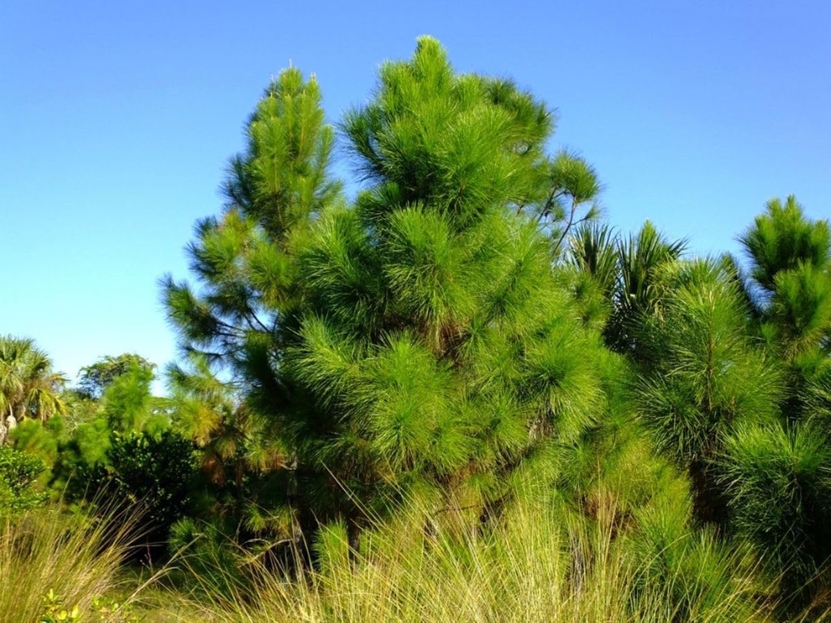 Slash Pine Tree | Premium Seeds | Pinus elliottii | Plants'® (Premium Seeds, 500)