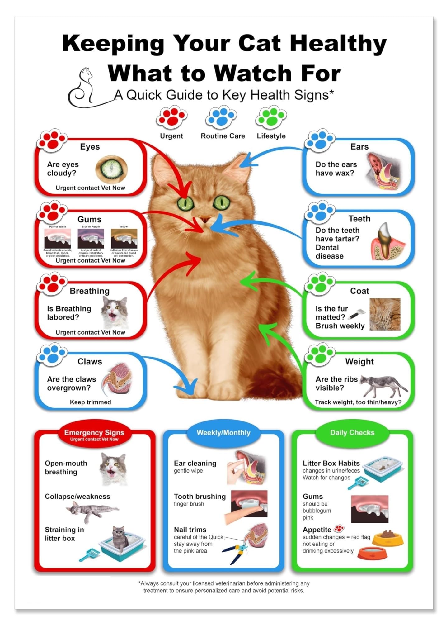 NWPNLXEA Detailed Diagram of a Cat Poster Feline Anatomy Educational Chart Animal Lover Gift Idea Veterinary Student Resource Art Framed,16x24inch(40x60cm)