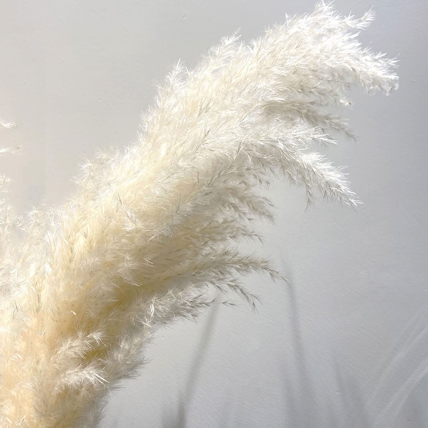 Fluffy　パンパスグラス ふわふわのパンパスグラスが追加でたくさん入荷致しました🌾 SUU